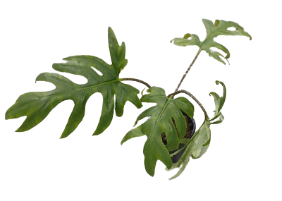 Brancifolia